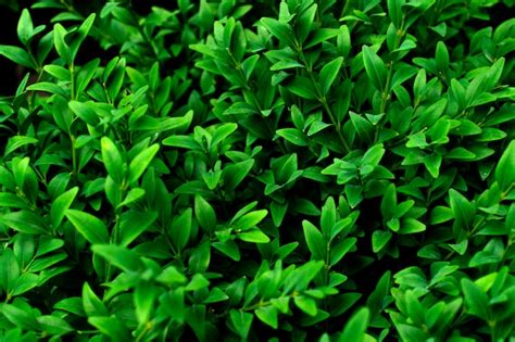 Premium Photo Green Bush With Leaves