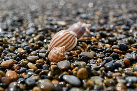 Meer Muscheln Kieselsteine Kostenloses Foto Auf Pixabay Pixabay