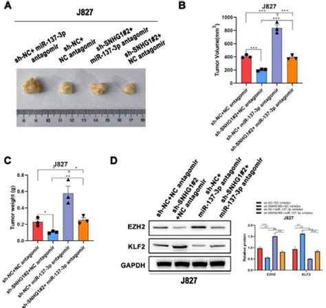 SNHG1 Knockdown Inhibited The Tumorigenesis In Vivo A C J827 Cells