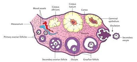 Mesovarium Histology