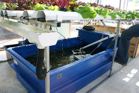 Start An Aquaponic Farming Business Small Business Ideas