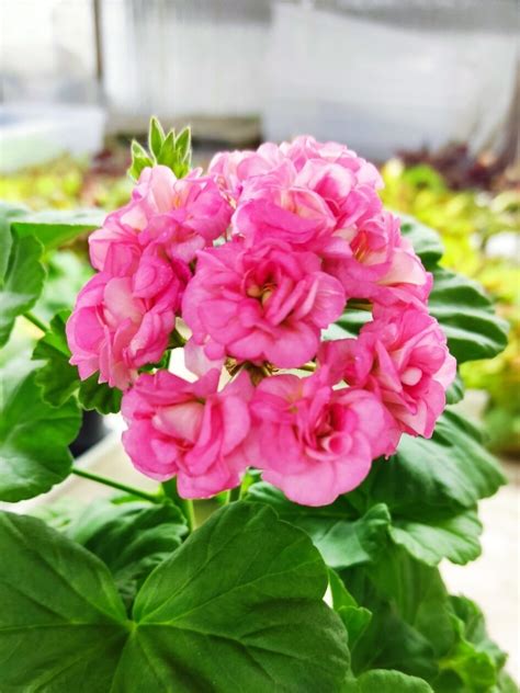 Z. Grainger’s Antiqua Rose – Цветочная мастерская Анны Пирматовой