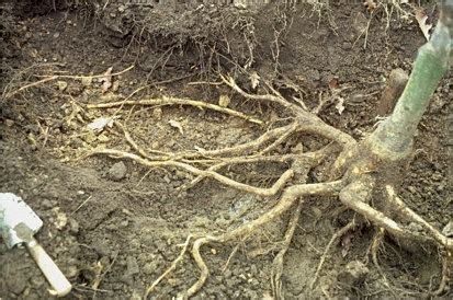 Lateral root spread - Roots growth after planting - Roots - Landscape plants - Edward F. Gilman ...