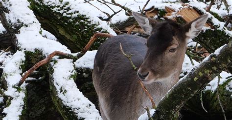 Damhert Fallow Deer Meino Mellink Flickr