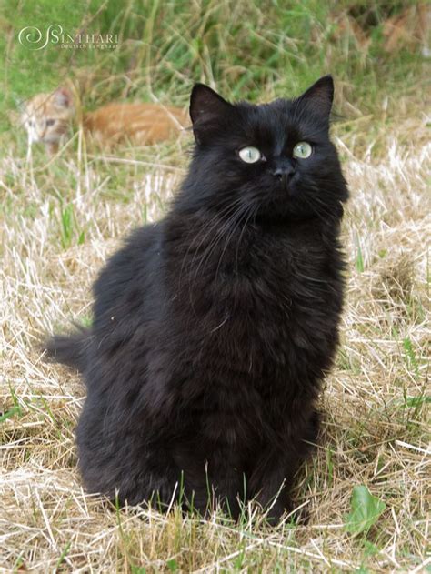 Der schwarze Miro Katzen Kater Eingezäunter garten