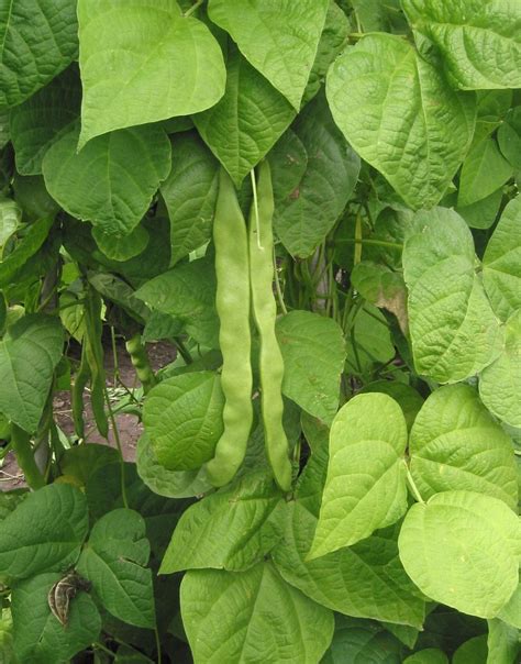 Planta de judías verdes Pflanzen Bohnen pflanzen Garten