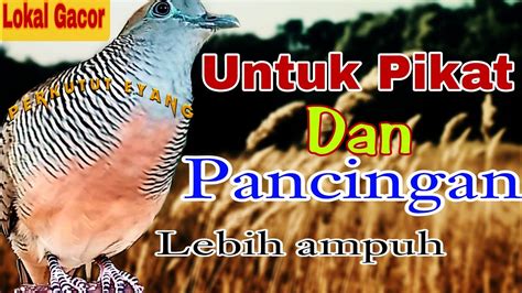 Suara Ini Paling Di Sukai Oleh Burung Perkutut Pancingan Perkutut