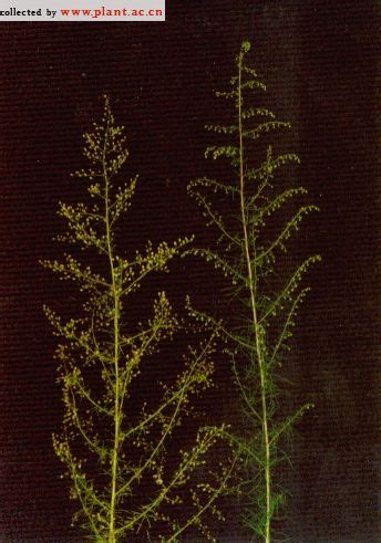 猪毛蒿Artemisia scoparia Waldst et Kit 植物图片库 植物通