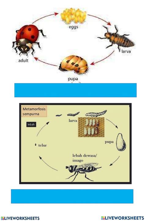 Metamorfosis Live Worksheets