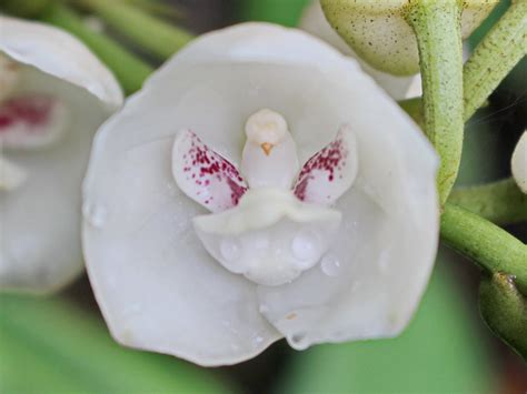 Orquidea Paloma Dove Orchid Peristeria Elata A Photo On Flickriver