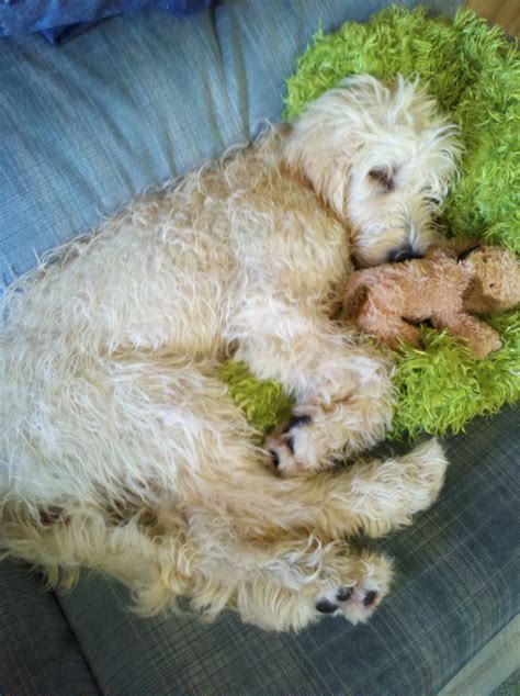goldendoodle stuffed animal 8