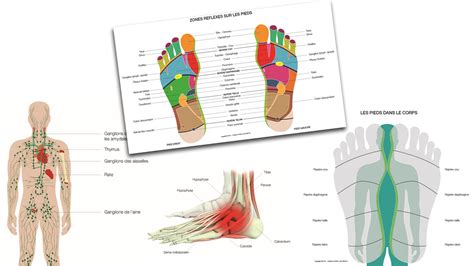 Aprendre La Réflexologie Plantaire En Ligne Et à Distance Youtube