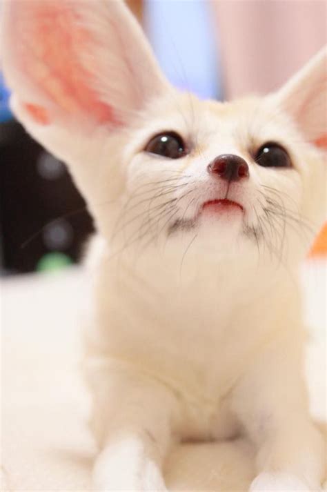 Explore The Cuteness Of Fennec Foxes Watch Video For Amazing Facts