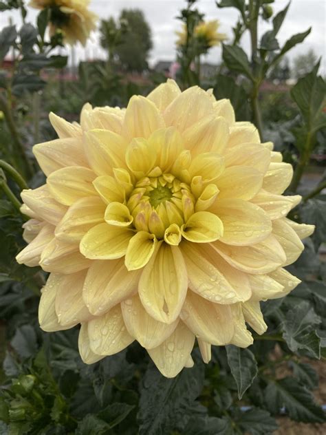 Wyns New Pastel Kaelis Dahlias