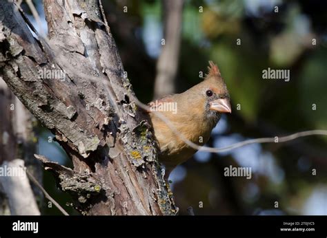 Northern Cardinal Cardinalis Cardinalis Female Stock Photo Alamy