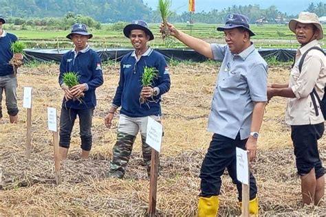 Pesisir Selatan Menjadi Penyumbang Padi Terbesar Di Sumatera Barat Pada