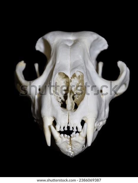 Animal Skull Skulls Bones Anatomy Taxidermy Stock Photo 2386069387 | Shutterstock