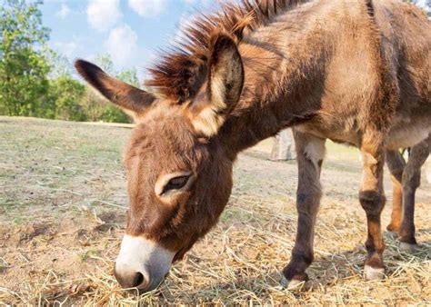 Donkey Names 300 Cute And Funny Donkey Names Miniature Donkey