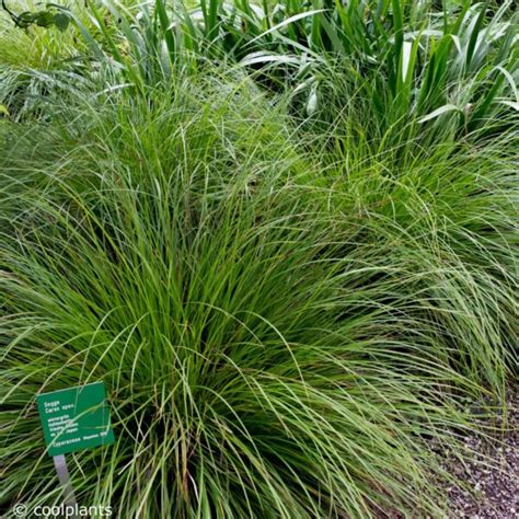 Carex Howardii Phoenix Green