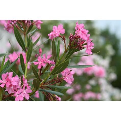 Ebern Designs Branches Of Pink Oleander Flowers By Anatoliy Sadovskiy