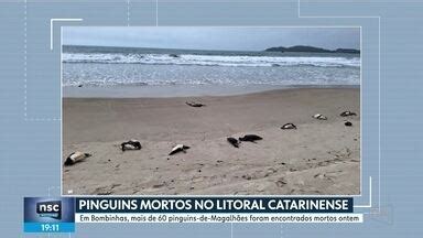 Nsc Not Cias Sc Pinguins De Magalh Es Foram Encontrados Mortos