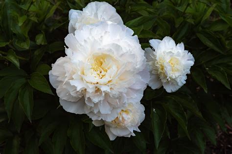 Peony White Garden Rose - Free photo on Pixabay - Pixabay