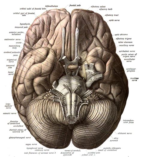 Brain Anatomy Wallpapers - Wallpaper Cave 