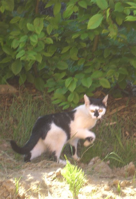 Whisky Wodka And Whiskys First Time Outside As You Can See… Flickr