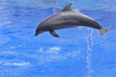 Dolphin Jumping Out Of Water Stock Photo Image Of Tursiops Marine