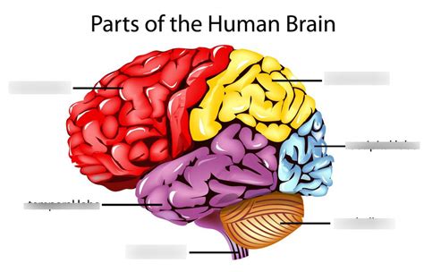 Ap Psych Ch2 Neuroscience And Behavior Diagram Quizlet