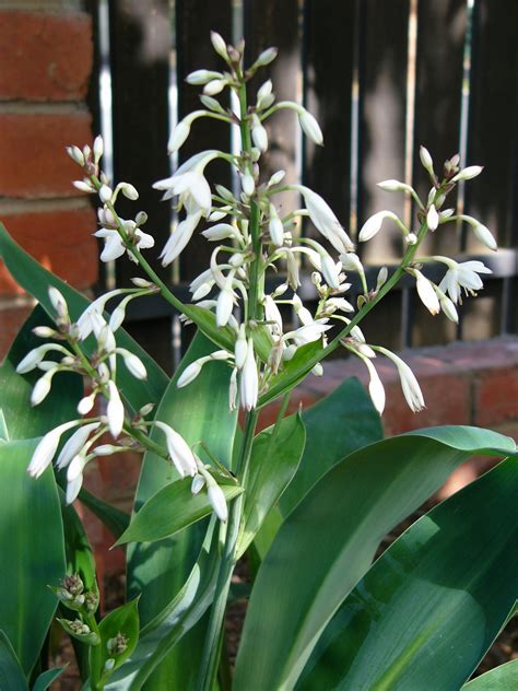 Flourish Landscapes Arthropodium Cirratum Renga Renga Lily