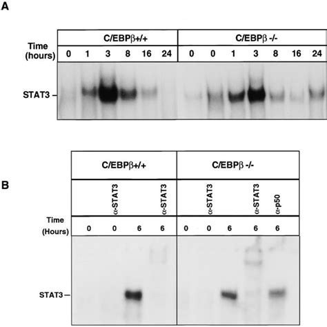 Stat3 Dna Binding Activity In C Ebp Livers Gel Mobility Shift Assay