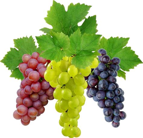 Red Green Black Grapes Free PNG