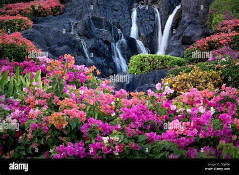 Waterfall Flowers Images - WoodsLima