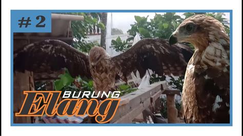 BURUNG ELANG LOKAL DI PELIHARA SEJAK KECIL EAGLE PREDATOR