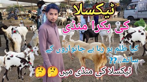 Taxila Ki Bakra Mandi Latest Update In Taxila Mandi 2023 2024 Urdu