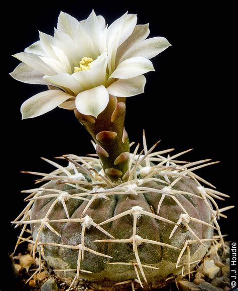 Gymnocalycium Bodenbenderianum V Triacanthum Gymnocalycium Galerie