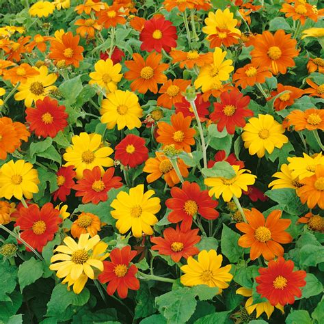 Mexican Sunflower Seed Mix - Tithonia Speciosa