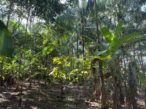 Embrapa Encerra Curso De Implanta O De Cons Rcios Agroflorestais No