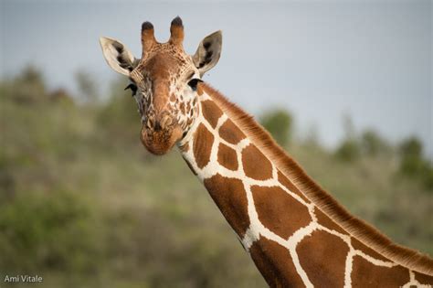 World Giraffe Day: 3 Ways Community Conservancies Are Helping Giraffes ...