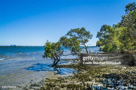 Bribie Island National Park Photos and Premium High Res Pictures - Getty Images