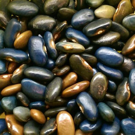 Mixed dry beans in shades of dark blue, brown, and a color in between ...