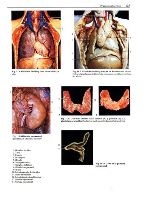 Atlas Fotografico De Anatomia Del Cuerpo Humano Yokoshi 3ed By Enfe