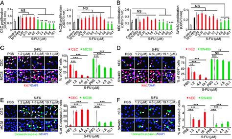 In Vitro Inhibitory Effects Of 5 Fu On Cell Proliferation A And B