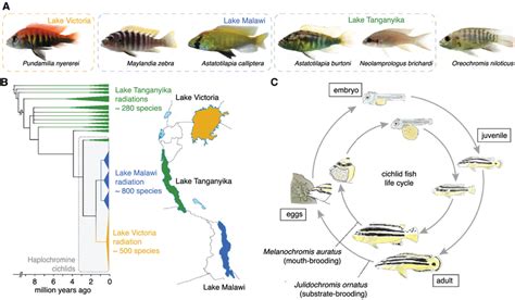 Evolution And Development Of East African Cichlid Fishes A