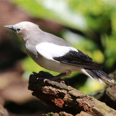 White Shouldered Starling