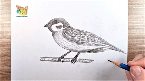 Comment Dessiner Un Oiseau R Aliste Youtube