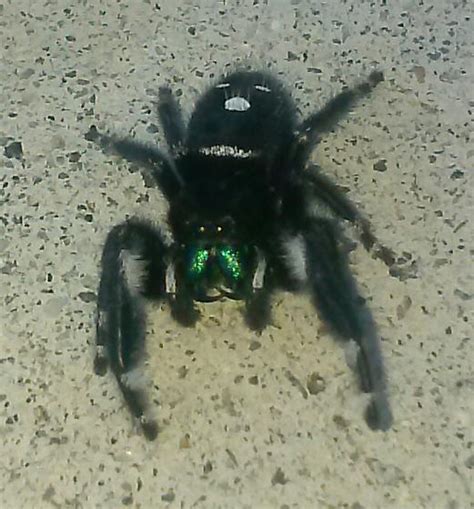 Black Fuzzy Spider In My Tree Phidippus Audax Bugguidenet