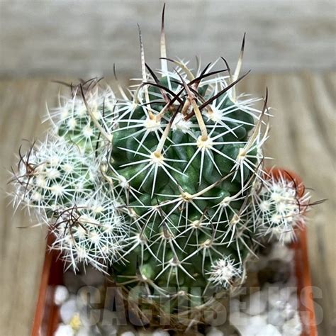 Stenocactus