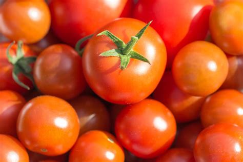 Solanum Lycopersicum Tomato